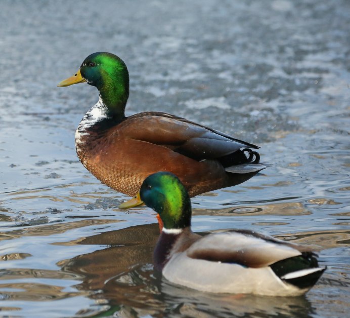 Мосприрода утки кряквы парк Москворецкий