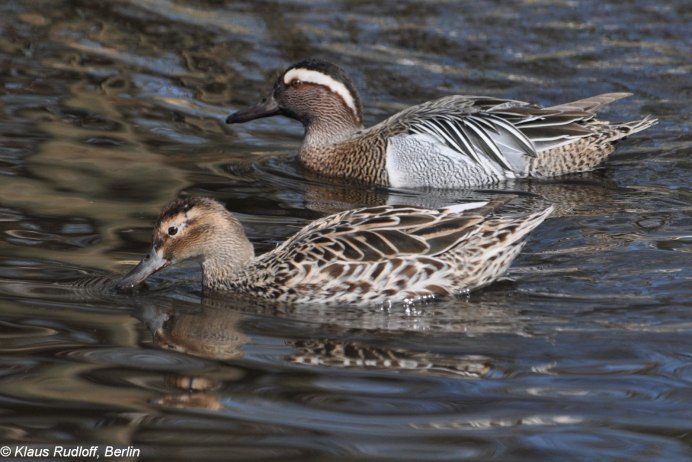 Чирок трескунок селезень