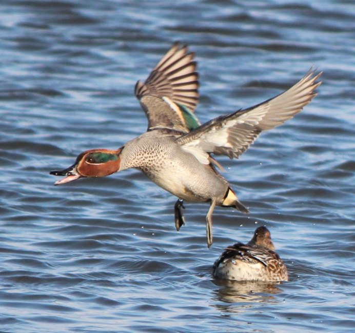 Чирок-свистунок птенцы