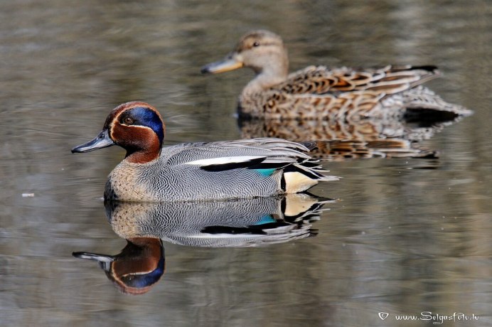 Утка чирок свистунок