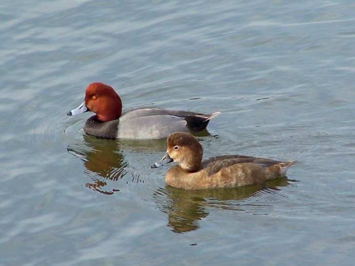 Редкие птицы Москвы