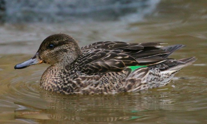 Чирок-свистунок (Anas crecca)