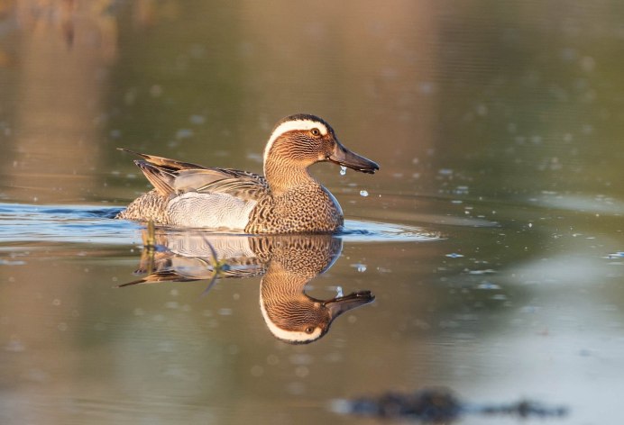 Утка чирок трескунок