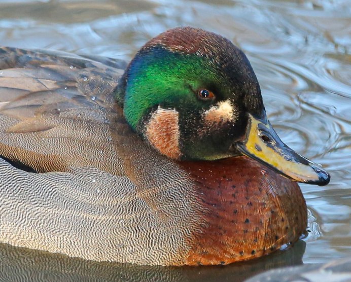 Чирок свистунок гнездо
