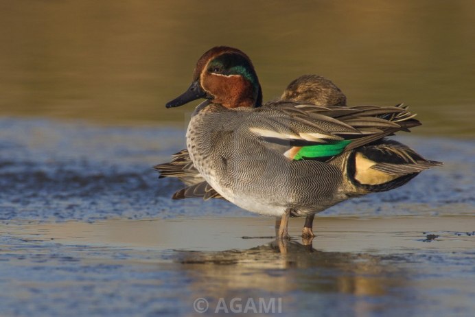 Чирок свистунок пара