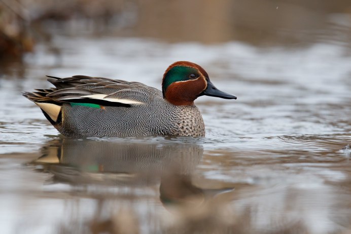 Чирок-трескунок (Anas querquedula)