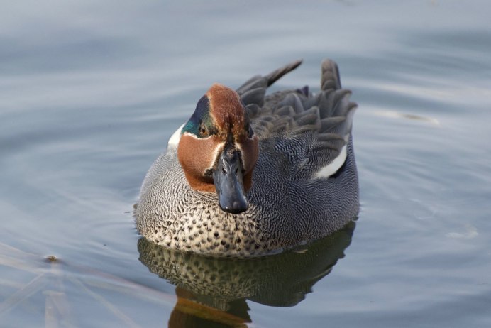 Чирок свистунок гнездо