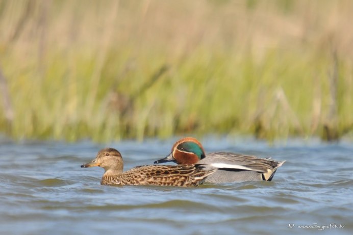 Утки селезень и самка