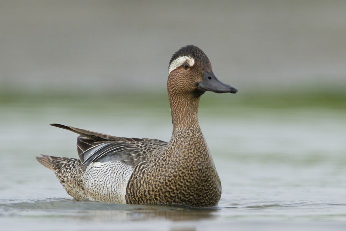 Чирок трескунок