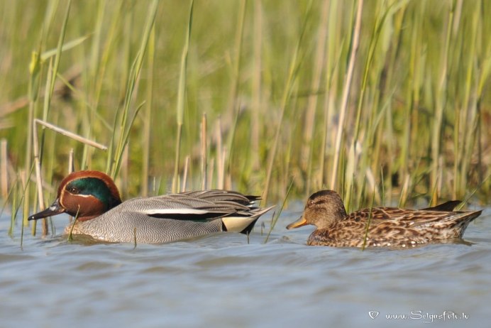 Чирок свистунок самка