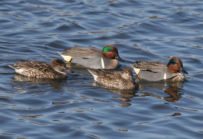Птица чирок свистунок