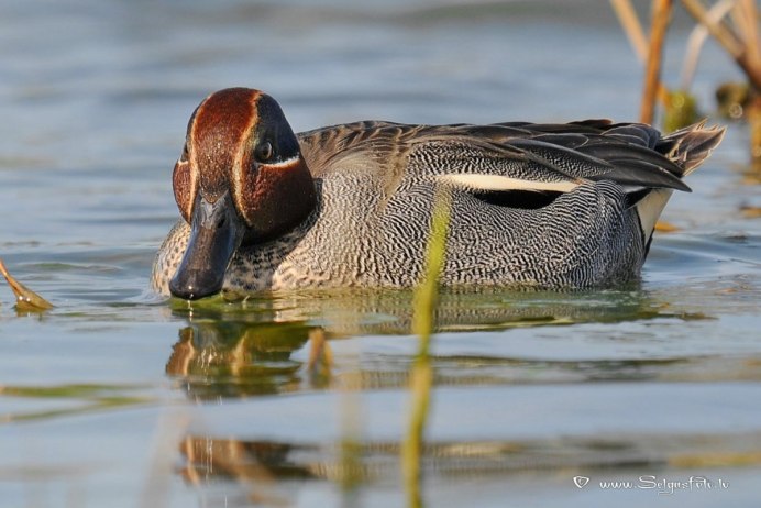 Сехирли чирок