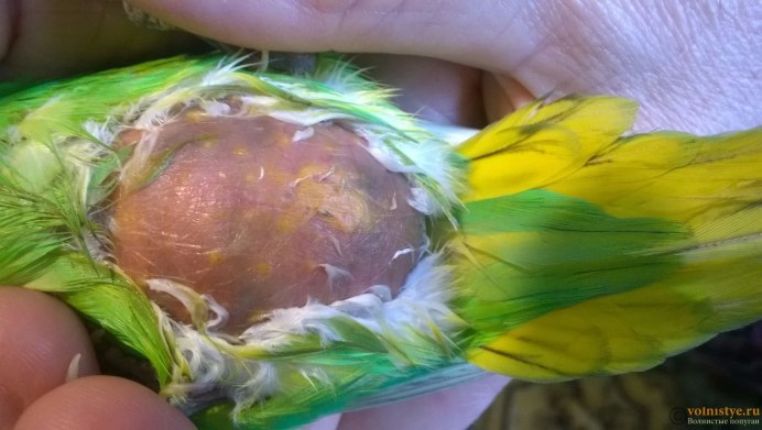 Parrot Family