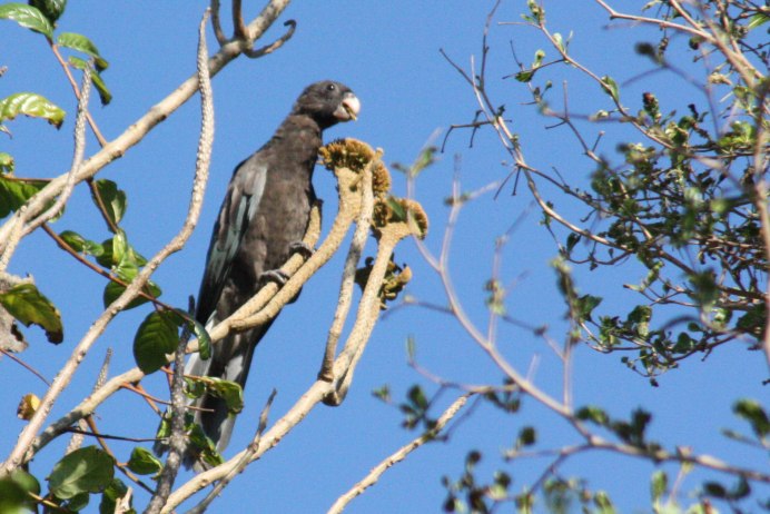 Coracopsis nigra barklyi