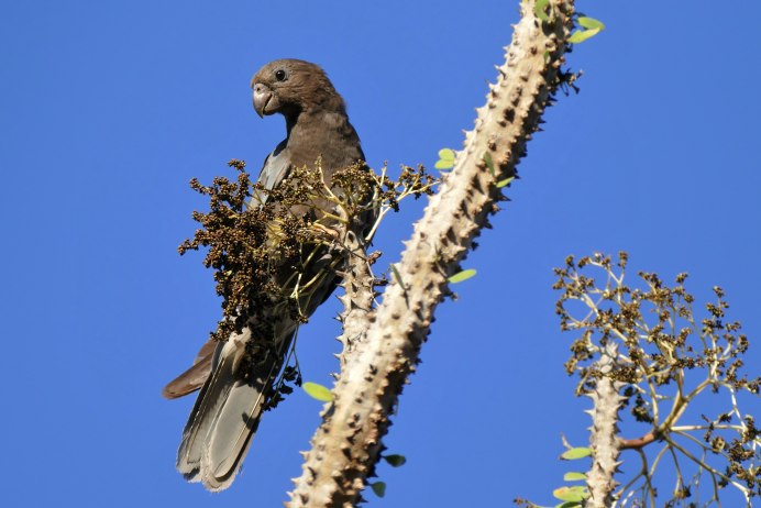 Coracopsis vasa male