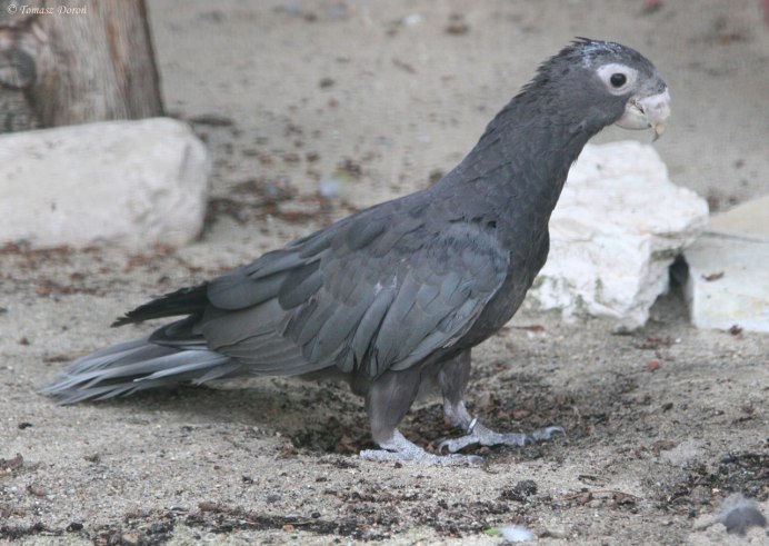 Coracopsis vasa male