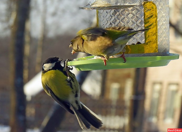 Зеленушка Chloris Carduelis chick Nest
