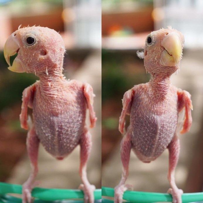 Лысый волнистый попугай