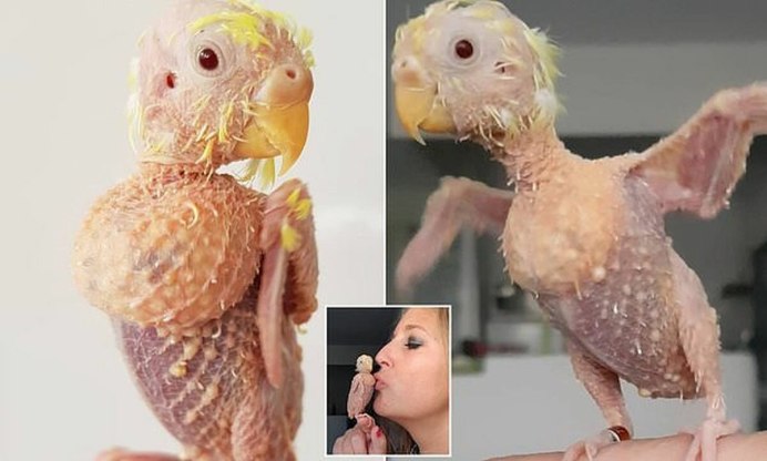 Общипанный попугай волнистый