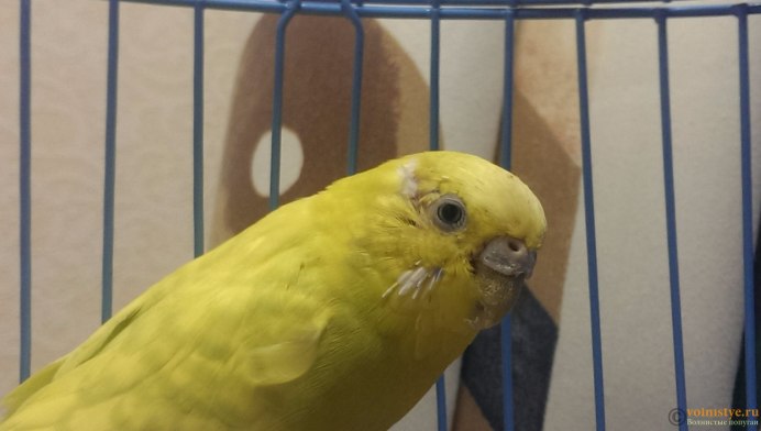 Облысение волнистого попугая
