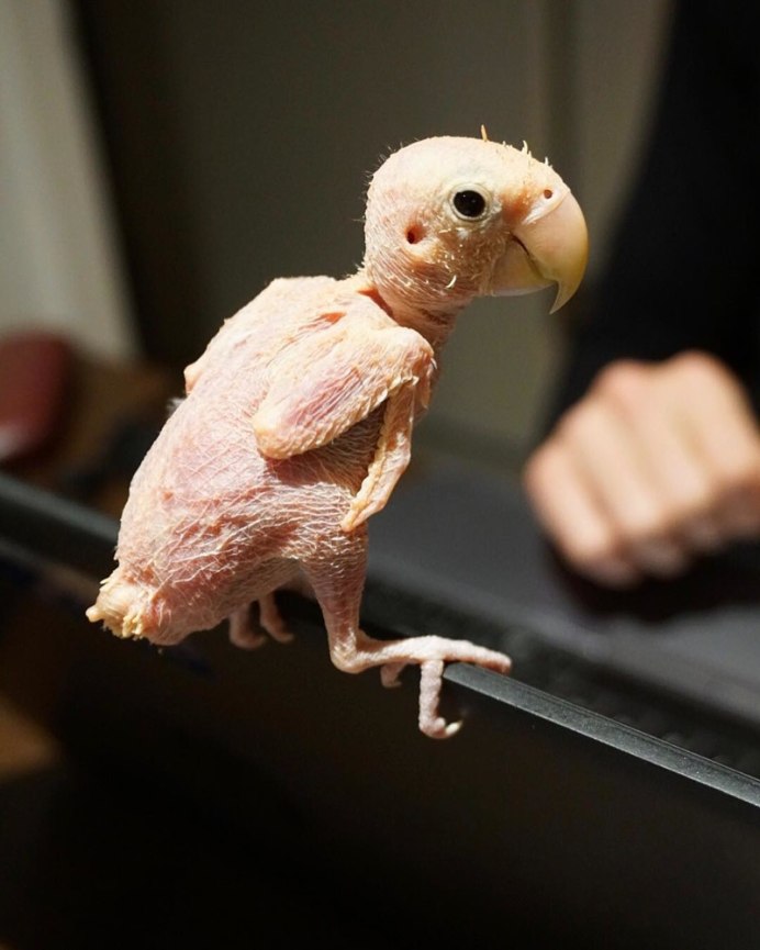 Лысый волнистый попугай