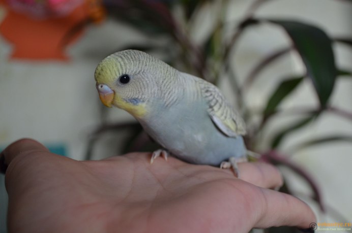 Попугай спит