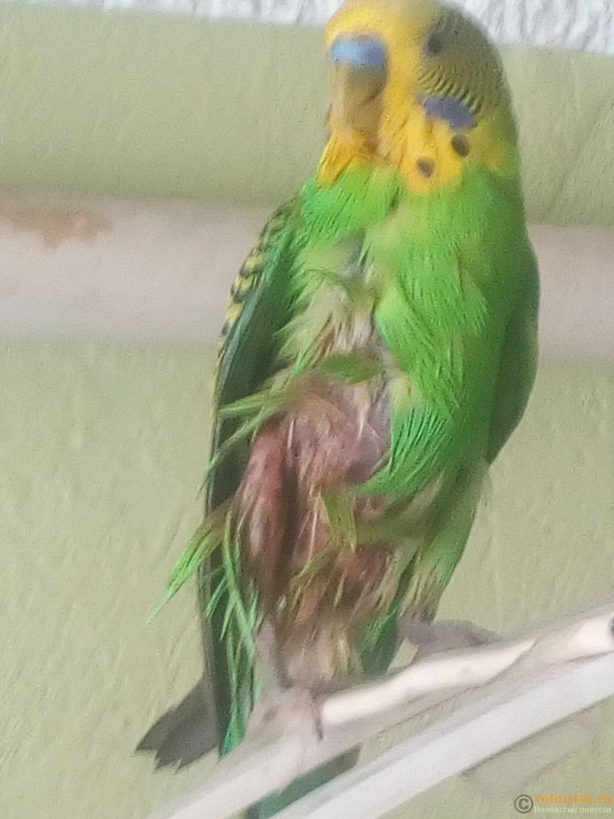 Нахохленный волнистый попугай