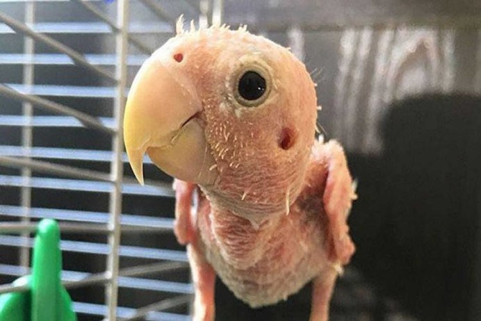 Лысый волнистый попугай