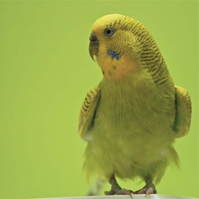 Лысый попугай корелла