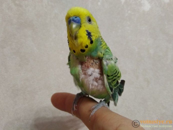 Лысый волнистый попугайчик