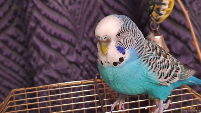 Лысый волнистый попугай