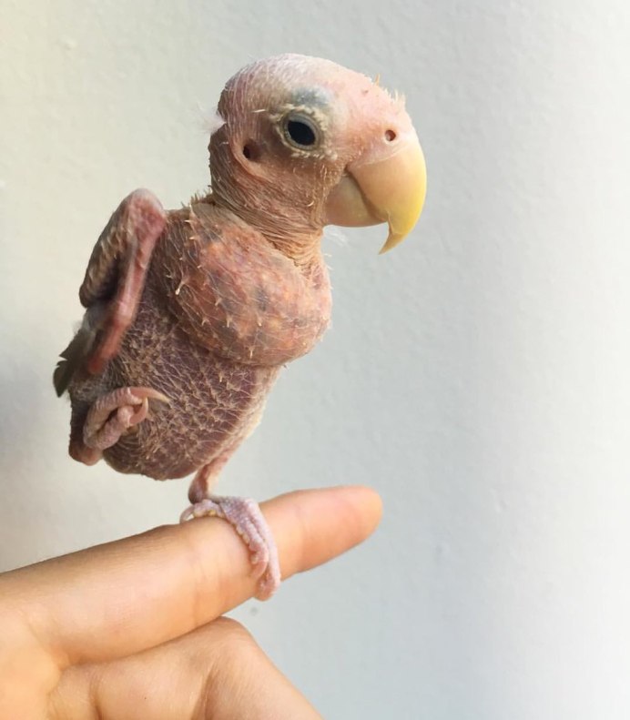 Лысый волнистый попугайчик