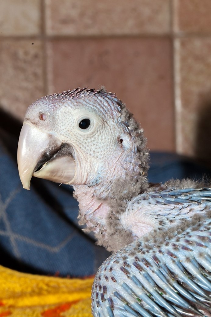 Хвост волнистого попугая