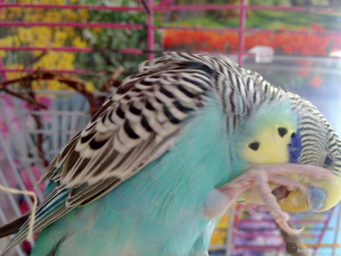 Лысый Какаду