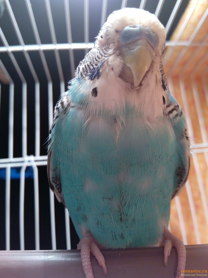 Лысый волнистый попугай