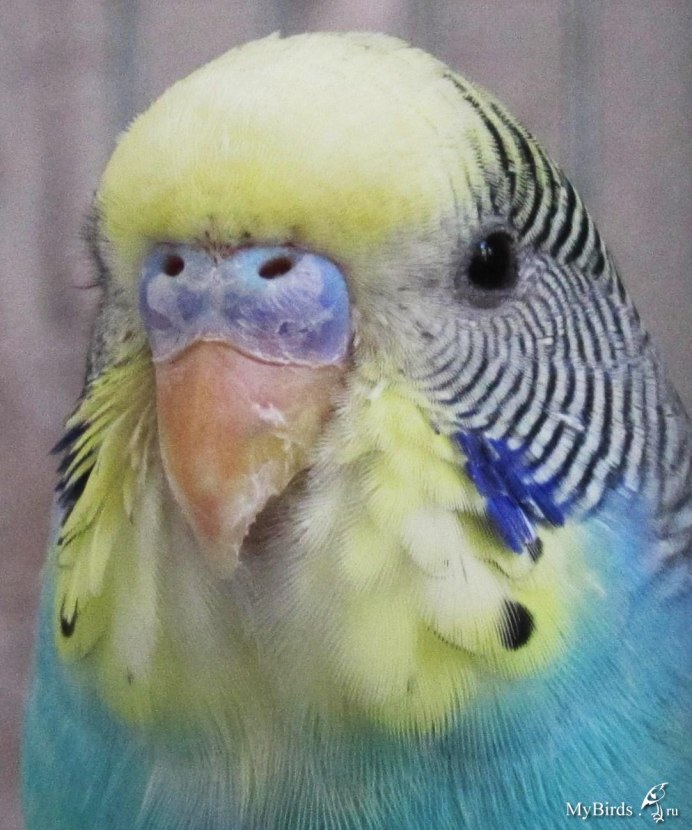 Лысый попугай
