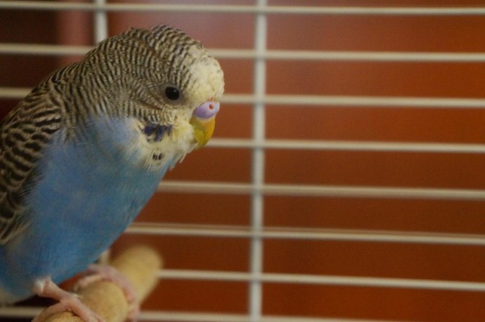 Волнистый попугай Кира