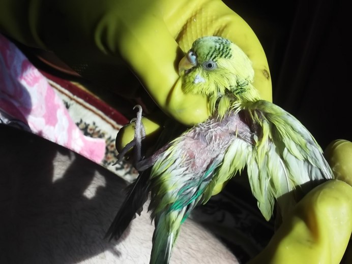 Общипанный попугай