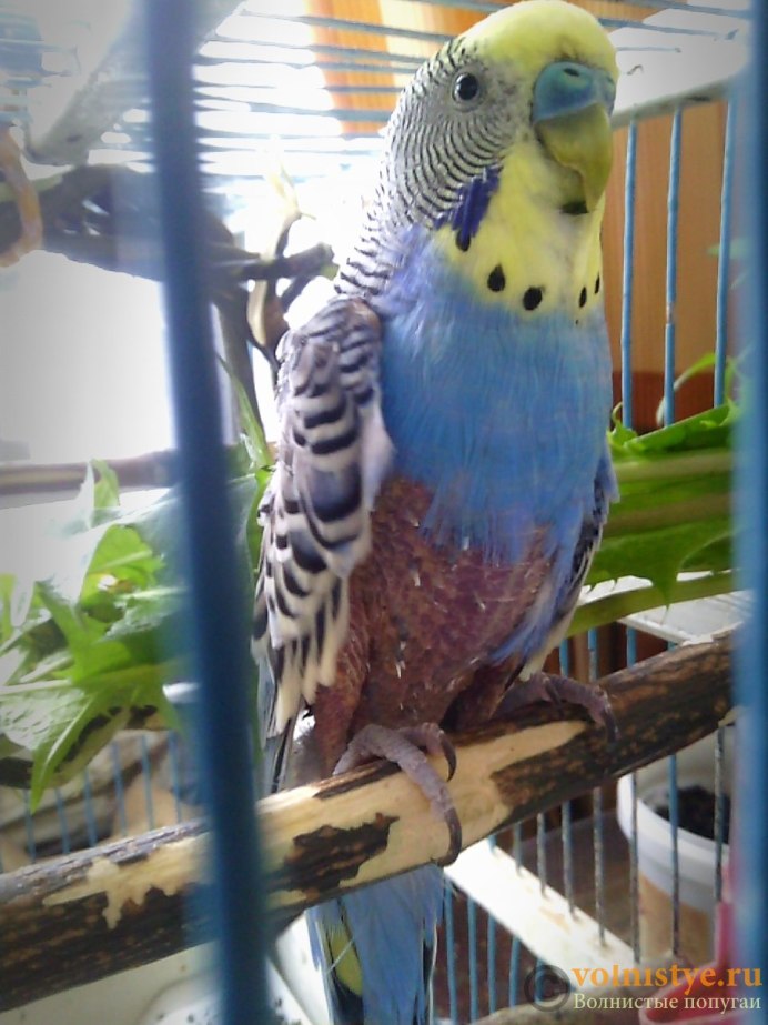 Поведение волнистого попугая