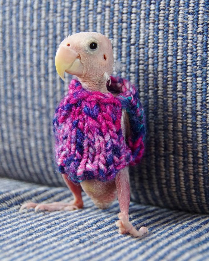 Попугай корелла птенец