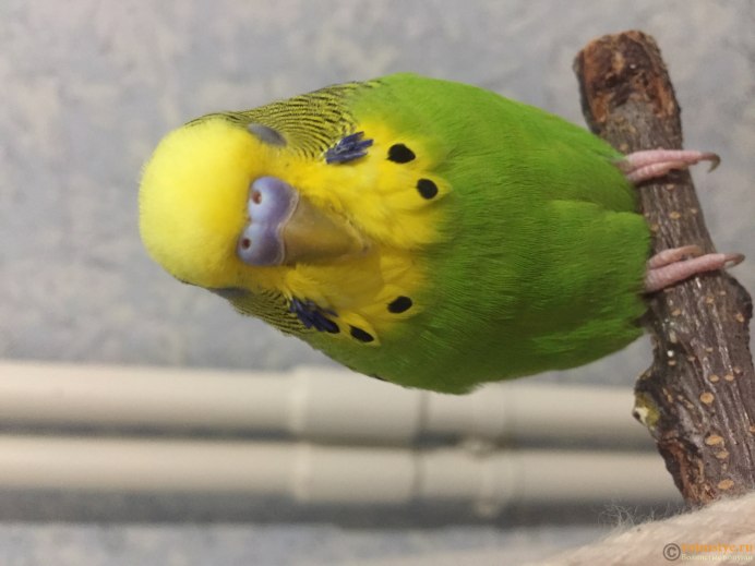 Ощипанный волнистый попугай