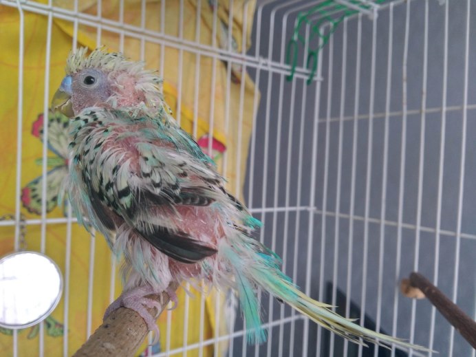 Первая линька самки попугая