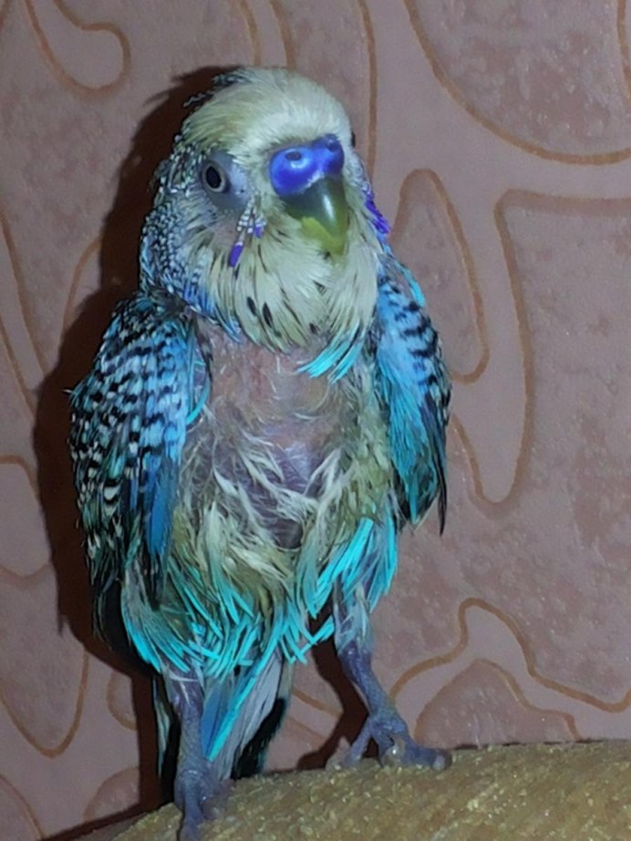 Попугай Полли порода