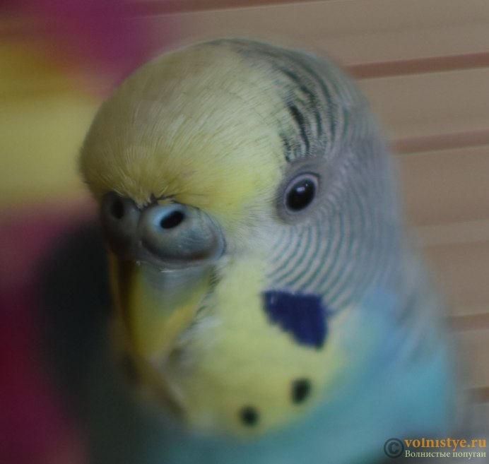 Самка волнистого попугая лысеет