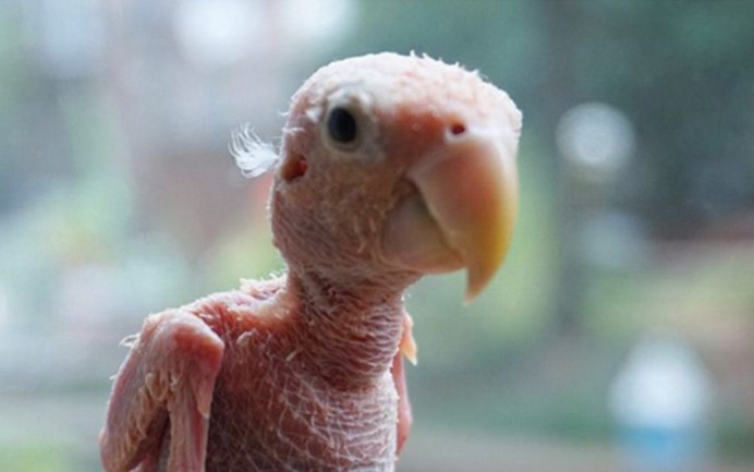 Волнистый попугайчик надутый