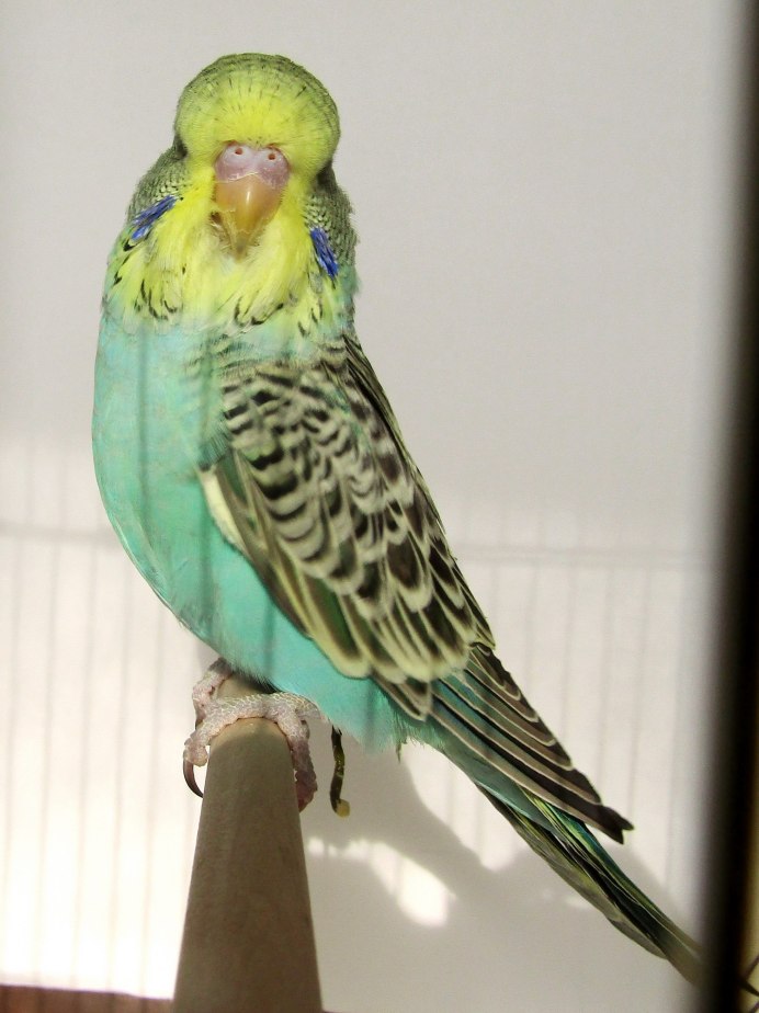 Лысый попугай корелла