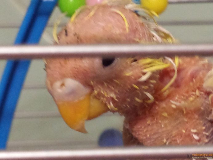 Osobennosti povedeniya volnistih popugaev