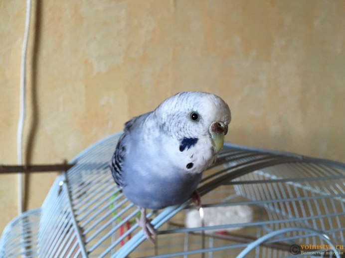 Волнистик лысеет