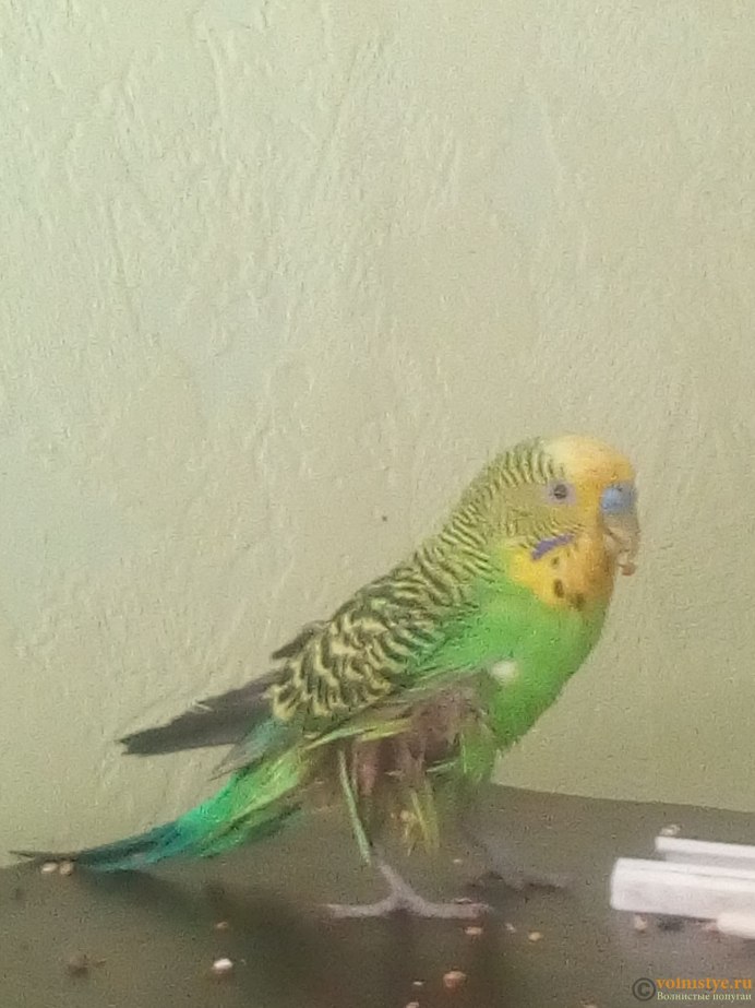 Пассат б3 попугай желтый