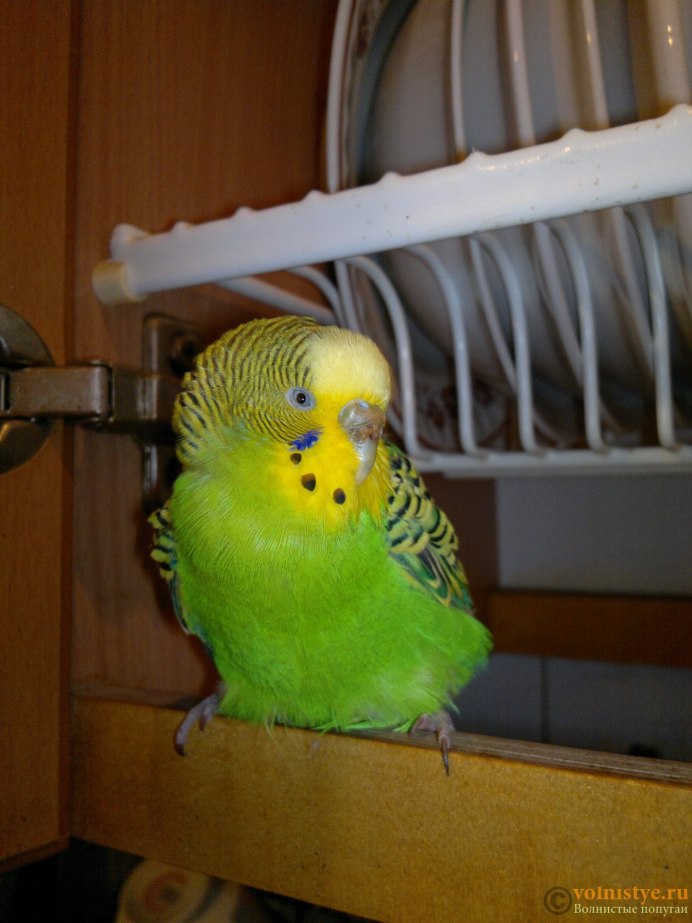 Лысый Какаду